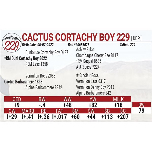 Cactus Cortachy Boy 229