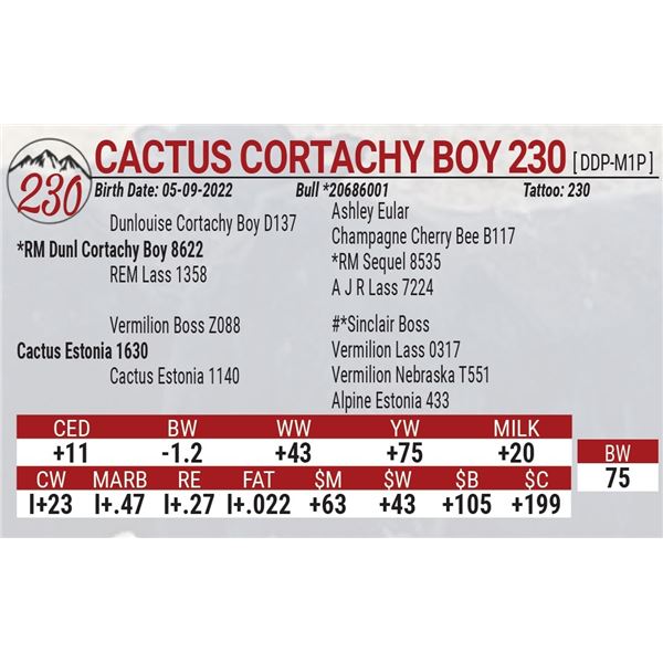 Cactus Cortachy Boy 230