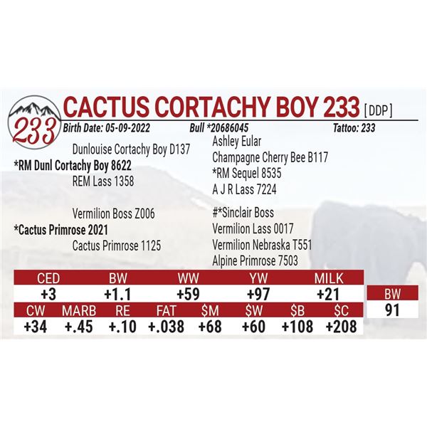 Cactus Cortachy Boy 233