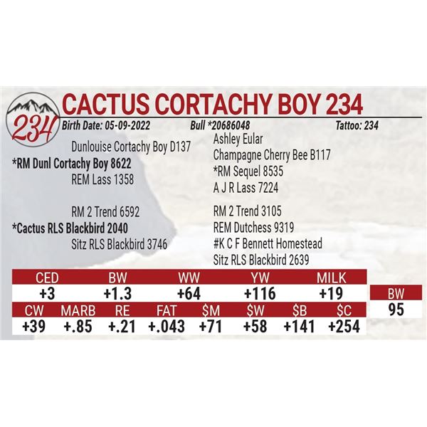 Cactus Cortachy Boy 234