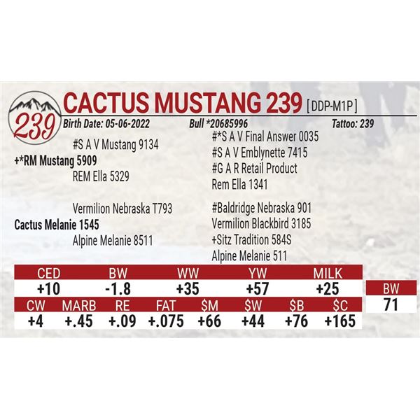 Cactus Mustang 239