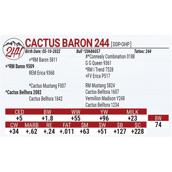 Cactus Baron 244