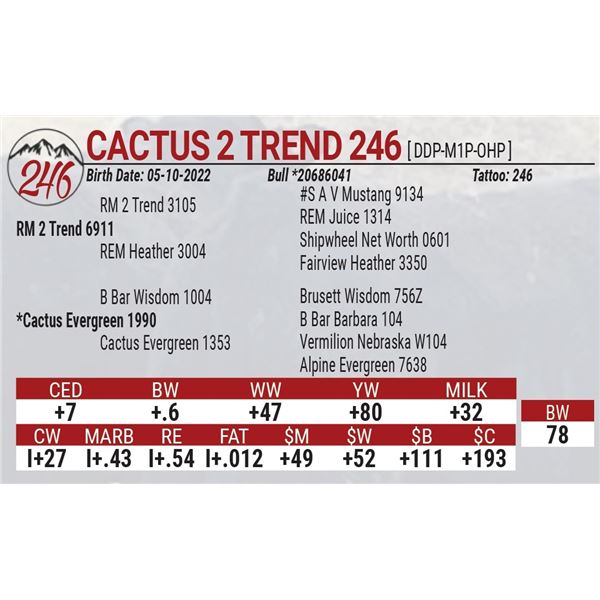 Cactus 2 Trend 246