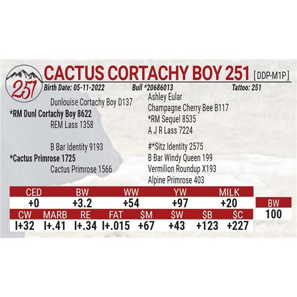 Cactus Cortachy Boy 251