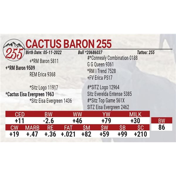 Cactus Baron 255