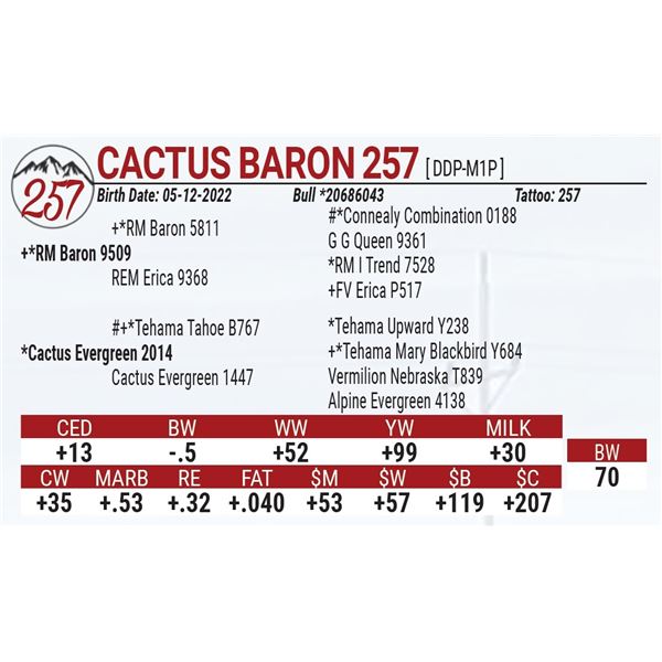 Cactus Baron 257