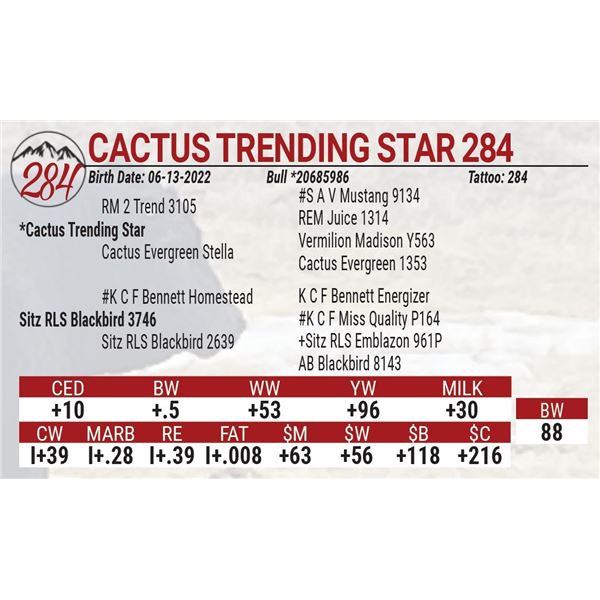 Cactus Trending Star 284