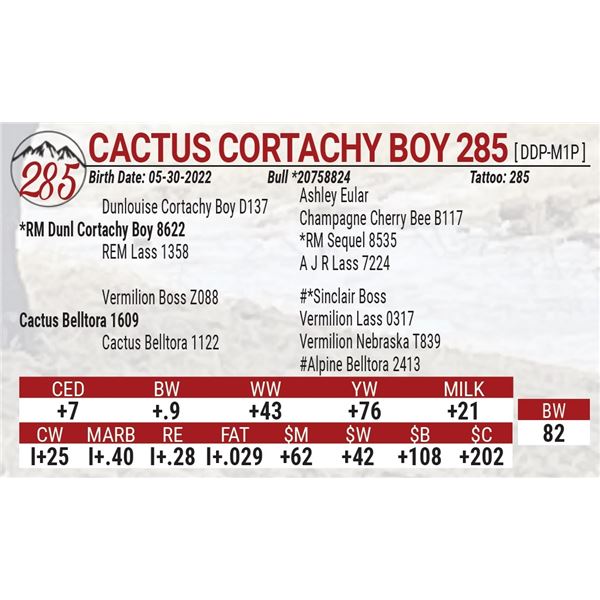 Cactus Cortachy Boy 285