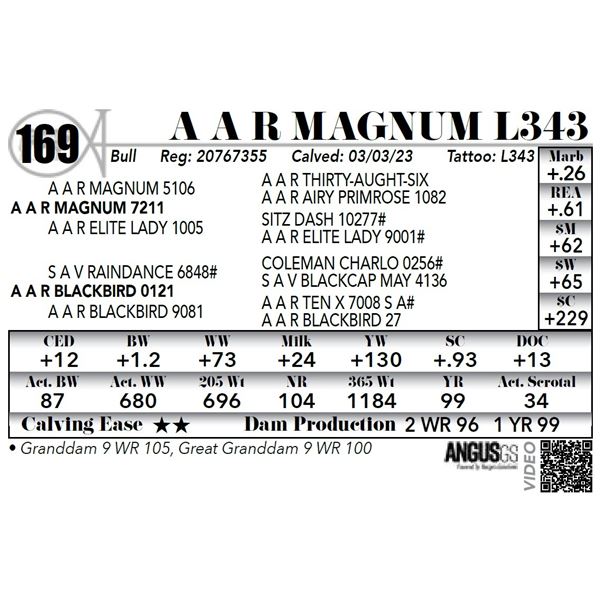 A A R MAGNUM L343