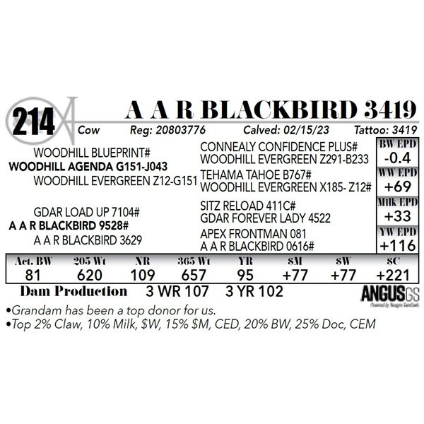 A A R BLACKBIRD 3419