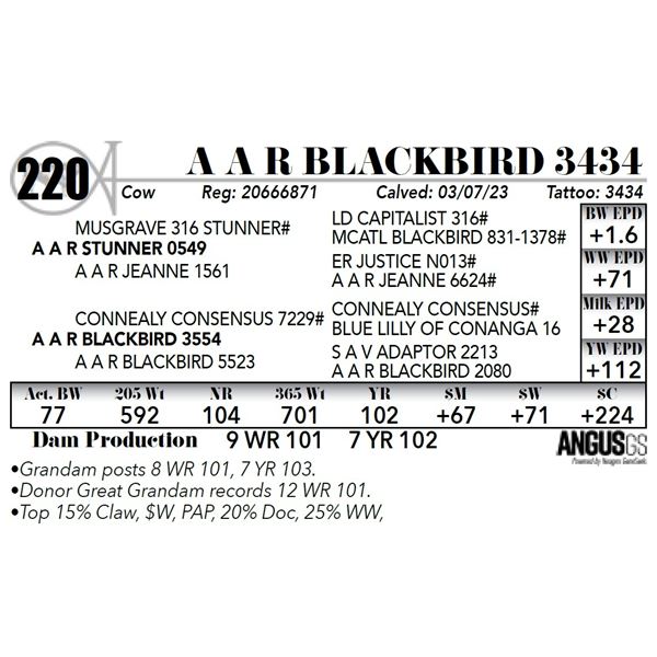 A A R BLACKBIRD 3434