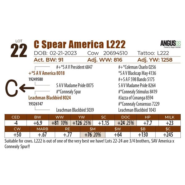 C Spear America L222