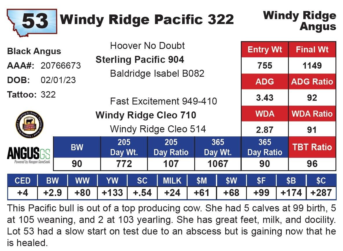 Windy Ridge Pacific 322 - Northern Livestock Video Auction