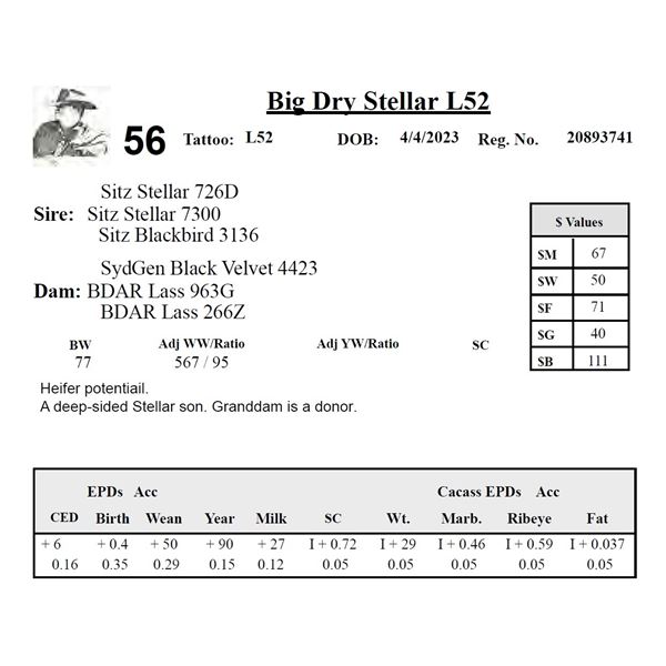 Big Dry Stellar L52