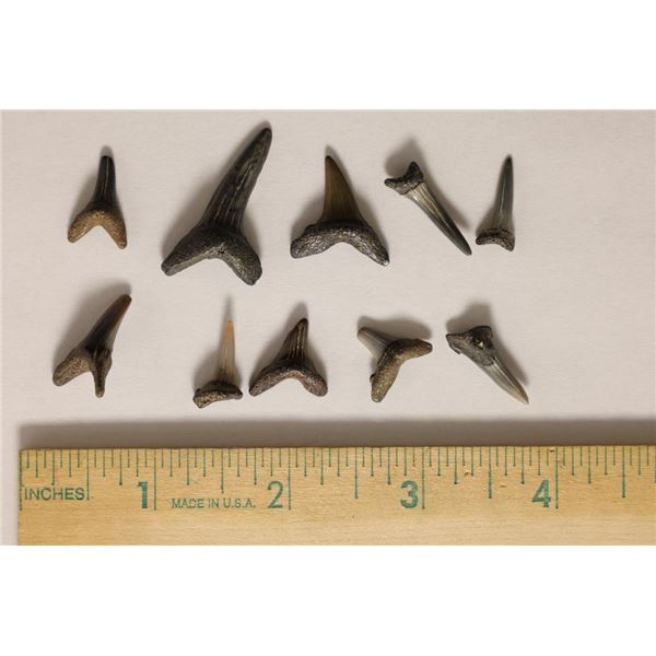 10-SHARKS TEETH ODONTASPIS MIOCENE ERA