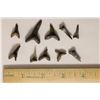 Image 1 : 10-SHARKS TEETH ODONTASPIS MIOCENE ERA