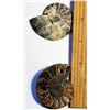 Image 1 : 27)  MATCHED SPLIT AMMONITE FOSSIL SPECIMEN, 53.7