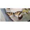Image 31 : LEPIDOPTERIST'S COLLECTION/ BUTTERFLY COLLECTION - HAS SOME DRAGON FLY/DARNER SAMPLES, COMES WITH VA