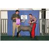 Image 1 : Reserve Grand Champion Jr. Market Lamb