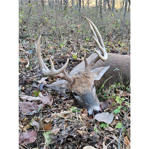 Reinemann Hunting Lodge Trophy Whitetail during the Rut!