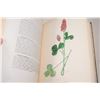 Image 4 : Canada Dept Agriculture antique 1913 plants book