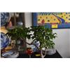 Image 3 : CHINESE BRONZE POTTED LIVE BONSAI PLANT (DOES NOT INCLUDE STAND)