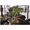Image 5 : CHINESE BRONZE POTTED LIVE BONSAI PLANT (DOES NOT INCLUDE STAND)
