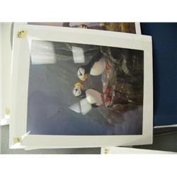 CHOICE on 2: puffin print done by Tok Hung, signed and numbered (86)