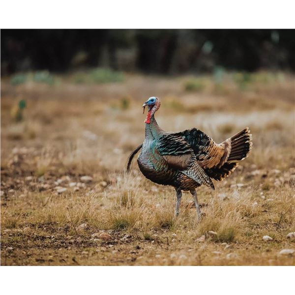 O Cross Ranch Turkey and Hog Hunt for 2