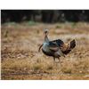 Image 1 : O Cross Ranch Turkey and Hog Hunt for 2