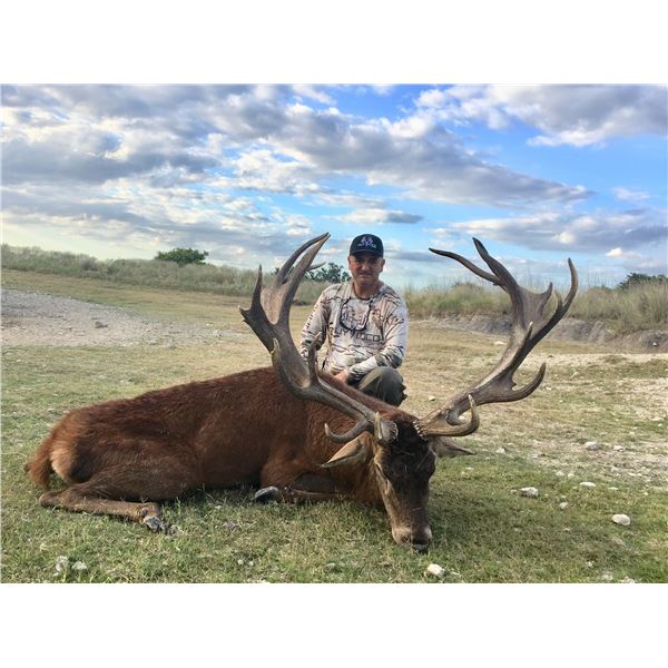 Trophy Red Deer Bull Hunt for One