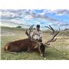 Image 1 : Trophy Red Deer Bull Hunt for One