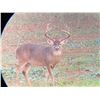 Image 2 : Whitetail Buck Hunt for Two in Zavala County