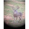 Image 5 : Whitetail Buck Hunt for Two in Zavala County