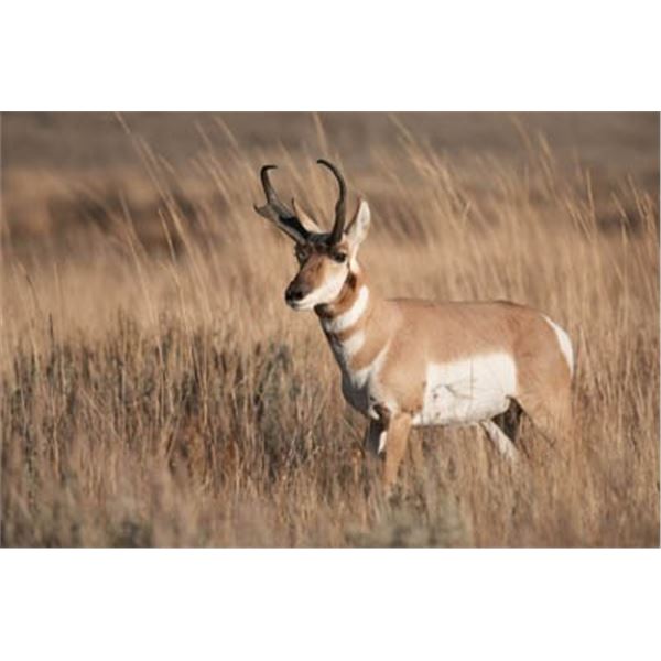 Pronghorn Antelope Hunt for Two