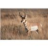 Image 1 : Pronghorn Antelope Hunt for Two