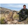 Image 2 : Maxwell's El Cielo Free-Range Aoudad Hunt for One