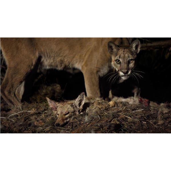 24"x40" Metallic Mountain Lion Print