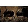 Image 1 : 24"x40" Metallic Mountain Lion Print