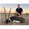 Image 1 : South Texas Blackbuck and Dove Hunt