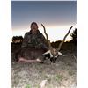 Image 3 : South Texas Blackbuck and Dove Hunt