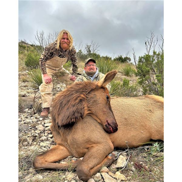 Cow Elk Meat Hunt for Two