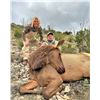 Image 1 : Cow Elk Meat Hunt for Two