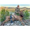 Image 3 : Cow Elk Meat Hunt for Two