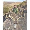 Image 1 : Four Day Trans Pecos Trophy Mule Deer Hunt
