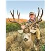 Image 3 : Four Day Trans Pecos Trophy Mule Deer Hunt