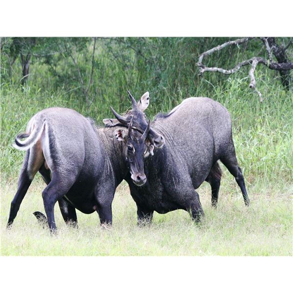 King Ranch You Choose for Two