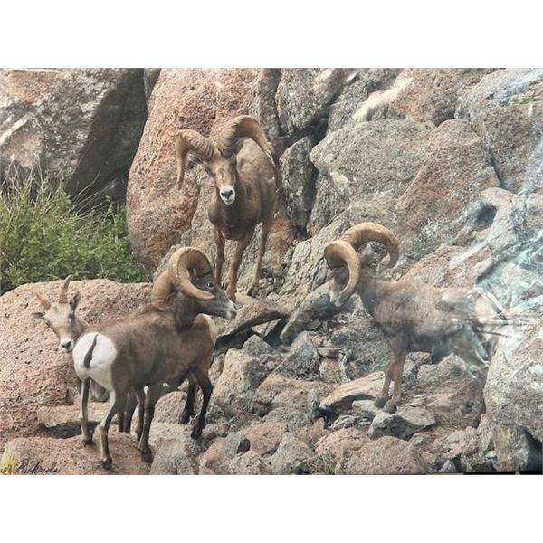 14x20 Canvas Print Texas Desert Bighorn by Dave Richards