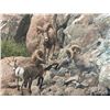 Image 1 : 14x20 Canvas Print Texas Desert Bighorn by Dave Richards