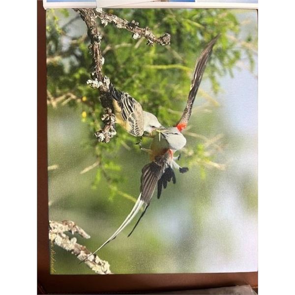 8x10 Canvas Print Scissortail Feeding Young by Dave Richards
